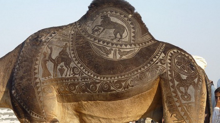 Bikaner Camel Festival:   -   