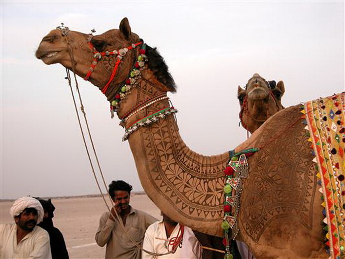    Bikaner Camel Festival
