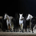 Выставка «Магия лошади» российского фотографа Александра Забегина прошла в Галерее OVV во время Венецианской Биеннале-2021