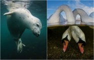 :     Underwater Photographer of the Year 2018 (30 )