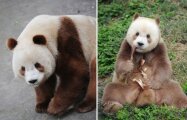 Где живут коричневые панды, почему у них такой окрас и сколько их осталось в природе