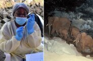 Зачем в страшную пещеру, где зародились СПИД, Эбола и другие вирусы-убийцы, приходят слоны