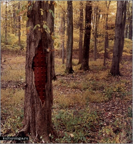 «ReSkinning Nature»: заплаты на деревьях от Бобби Нила Адамса