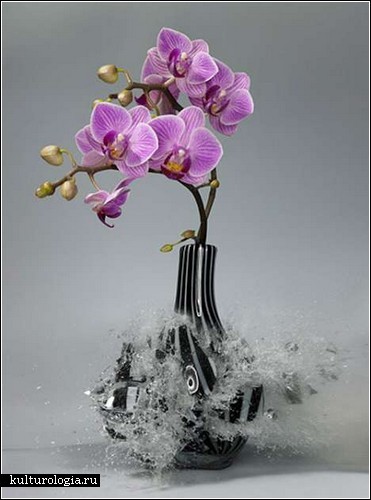 Высокоскоростные фотографии Мартина Климаса (Martin Klimas) и разбитые вазы с цветами