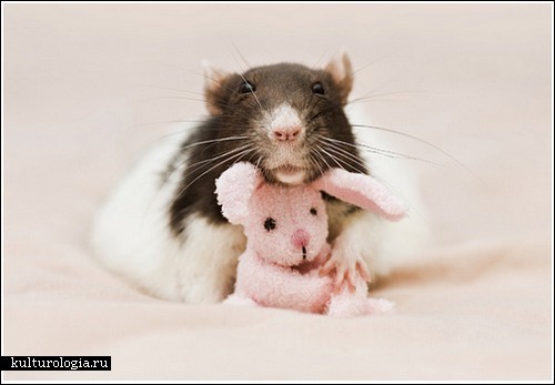 Фотосессия крысят от Jessica Florence