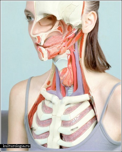 Анатомия в фотографиях от Koen Hauser