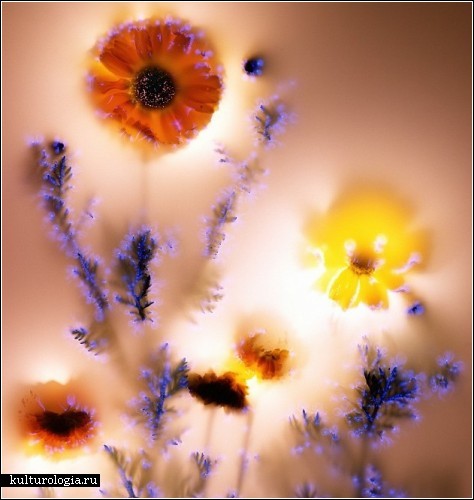 Цветы под напряжением. Фотокартины Robert Buelteman