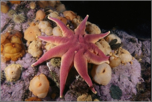 Солнечная морская звезда  (Фотограф Brian Skerry)