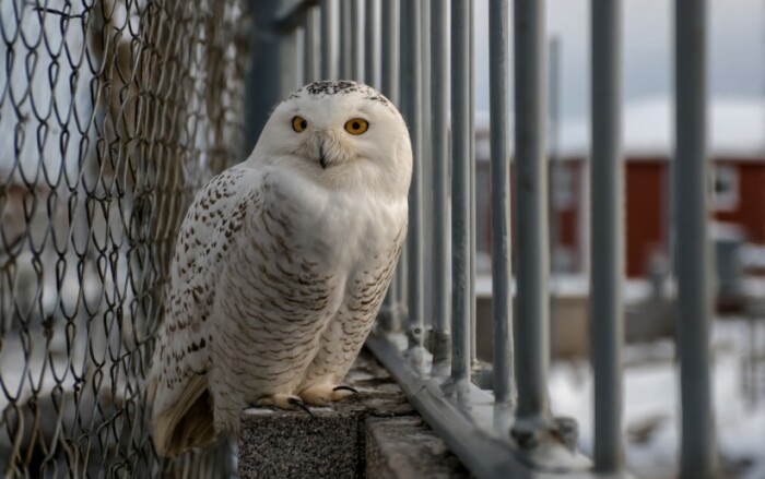 Как живут 300 самых опасных преступников России в тюрьме за Полярным кругом