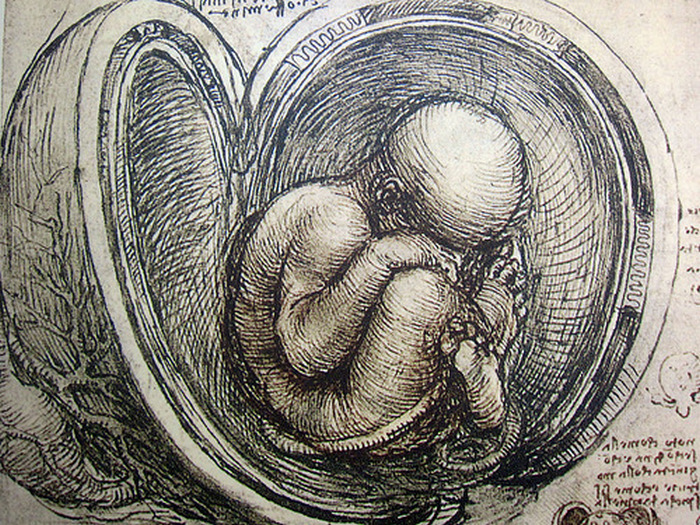  «Исследования плода в утробе матери», примерно 1510, Леонардо да Винчи
