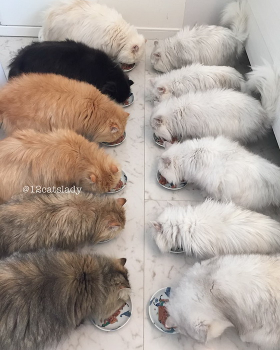 12 персов: очаровательный Instagram от любительницы кошек