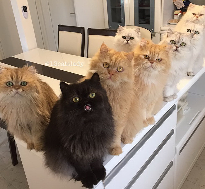 12 персов: очаровательный Instagram от любительницы кошек