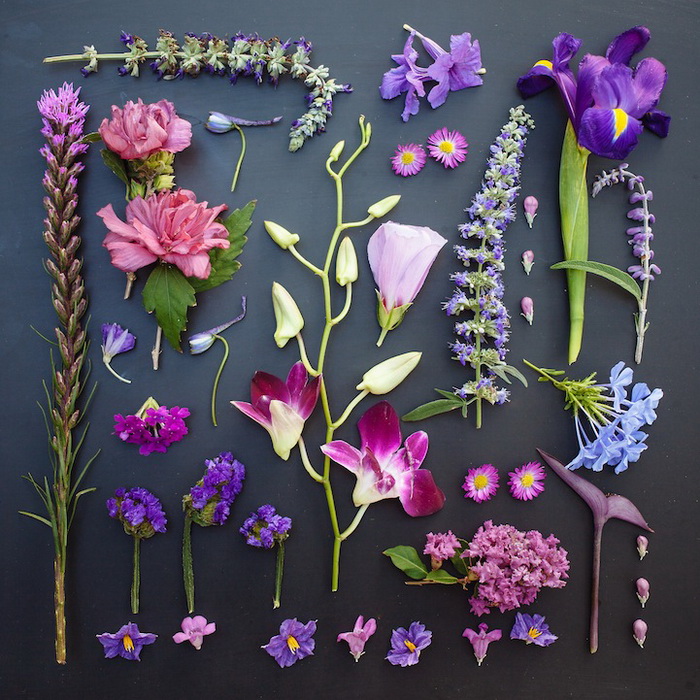 Монохромные коллекции цветов от Emily Blincoe