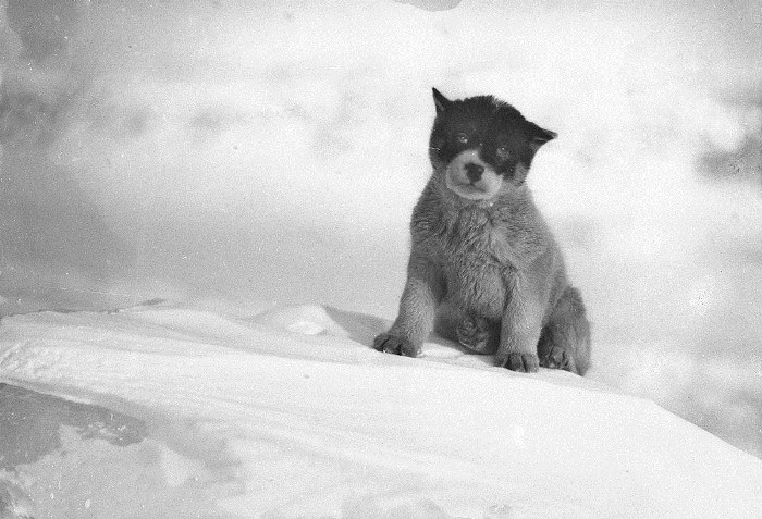 Из Австралии - в Антарктиду: Архивные фотографии из первой экспедиции 1911-1914 гг. 