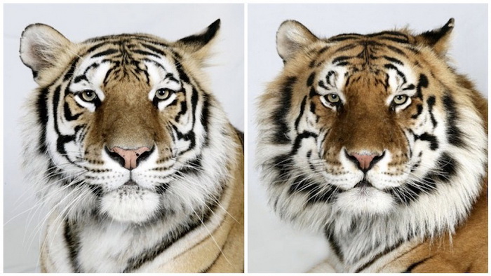 Фотографии бенгальских тигров от Bhagavan Antle