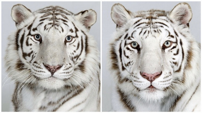 Фотографии бенгальских тигров от Bhagavan Antle