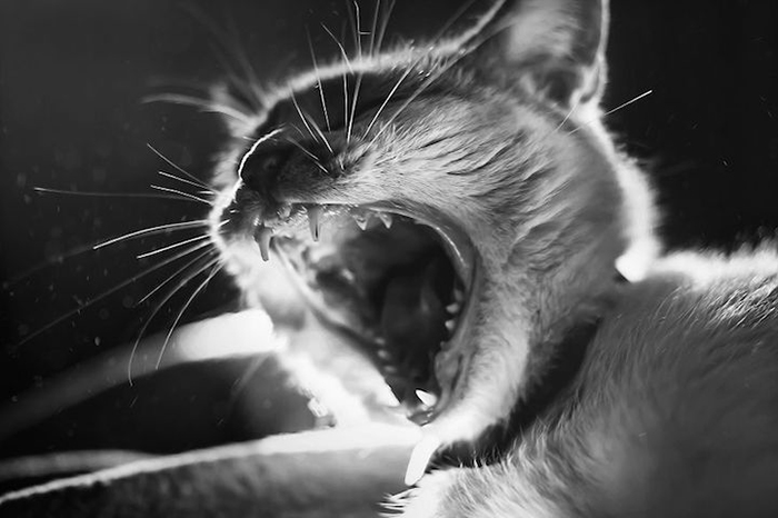 Фотографии кошек от Фелисити Берклиф