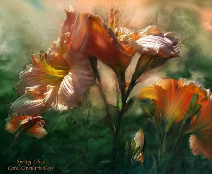 Цветы на рисунках Кэрол Каваларис (Carol Cavalaris)