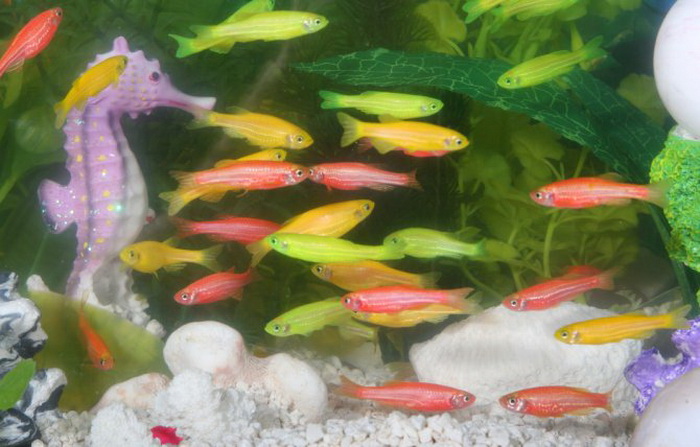 GloFish - генетически выведенная рыба, используемая в приготовлении суши