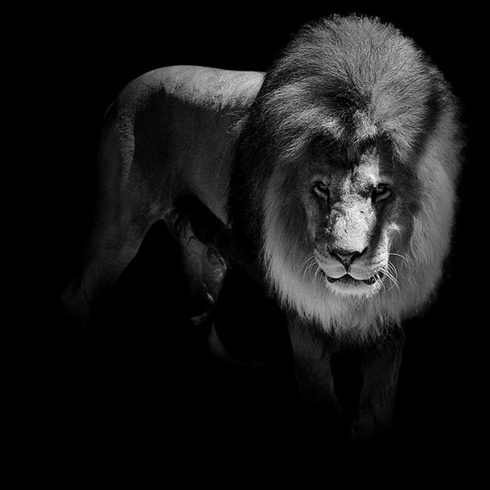 Черно-белые фотографии диких животных от Люкаса Холаса (Lukas Holas)
