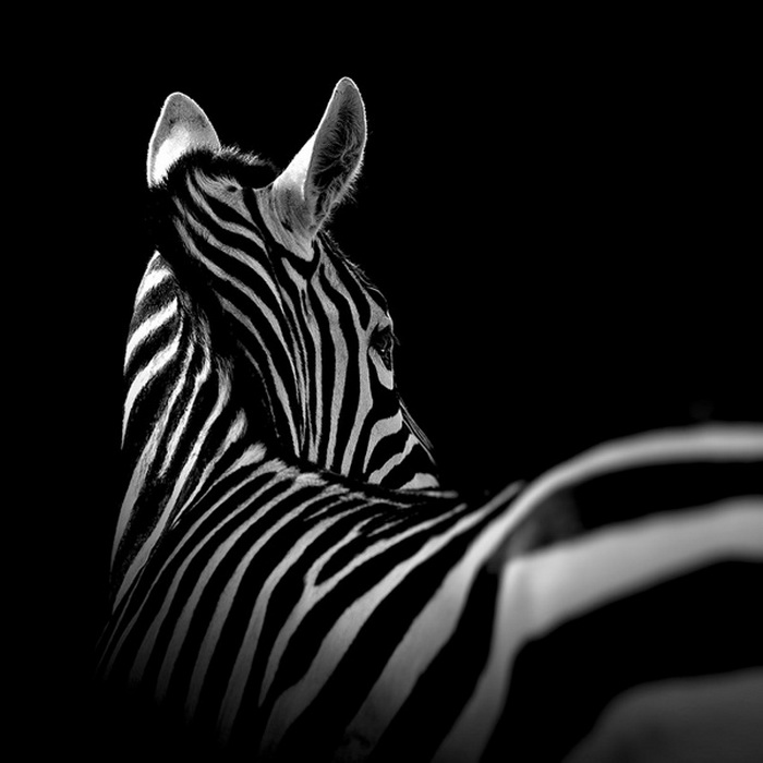 Черно-белые фотографии диких животных от Люкаса Холаса (Lukas Holas)