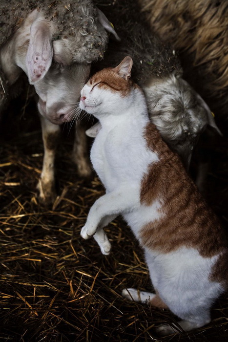 Дружба овцы и кота
