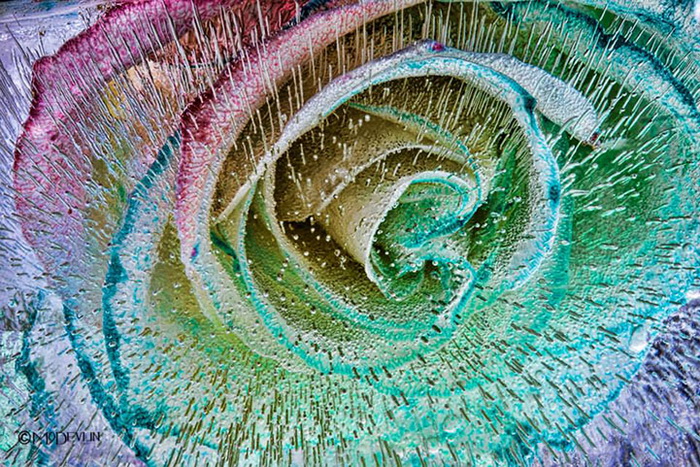 Цветы в кубиках льда. Фотопроект от Мо Девлина (Mo Devlin)