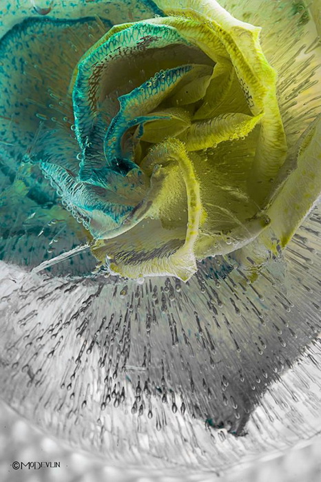 Цветы в кубиках льда. Фотопроект от Мо Девлина (Mo Devlin)