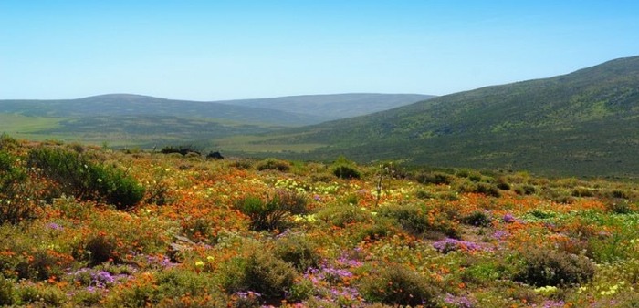Весенние цветы в Namaqualand