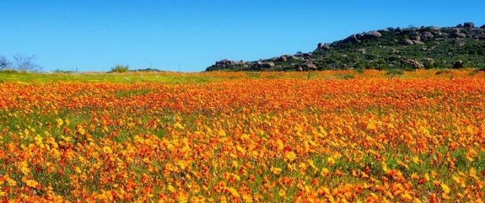 Весенние цветы в Namaqualand