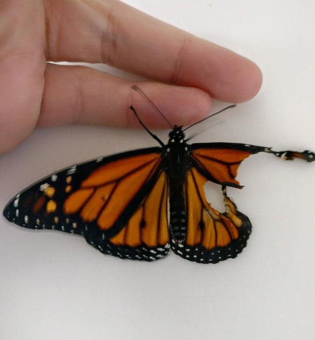Бабочка Монарх появилась на свет с деформированным крылом.