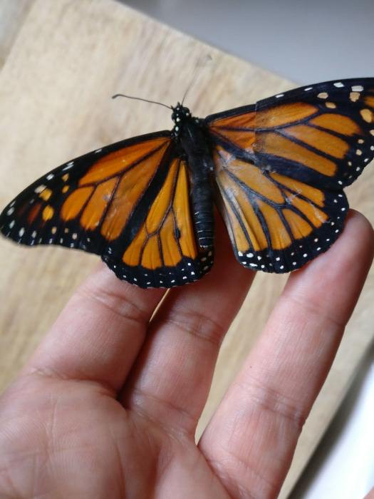 Бабочка Монарх с новым крылом.