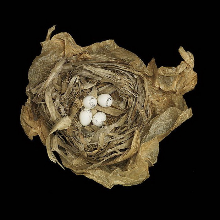 Серия «Bird Nests» от Шарон Билз (Sharon Beals)