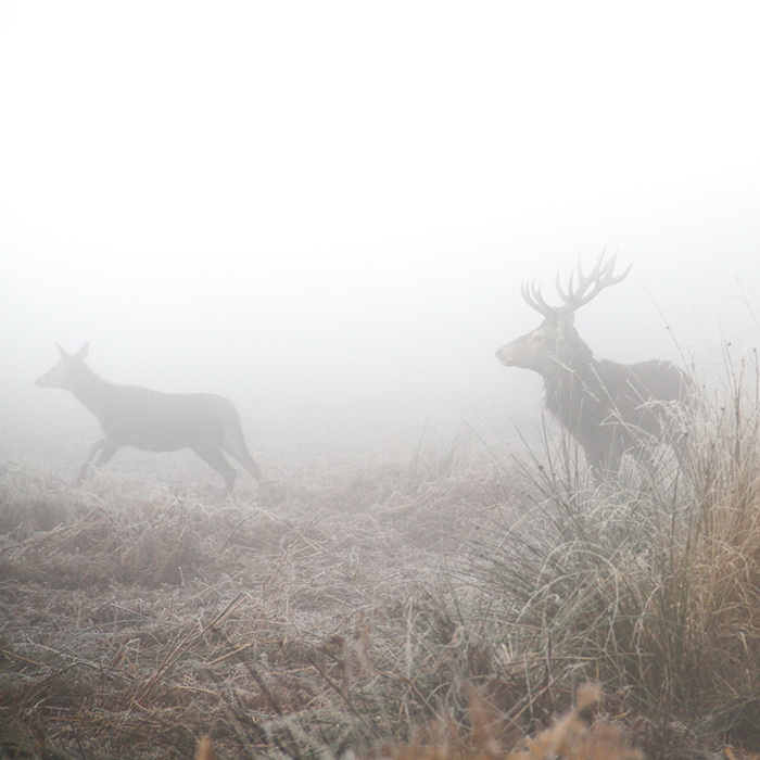 Мистические фотографии оленей в тумане от Sirli Raitma