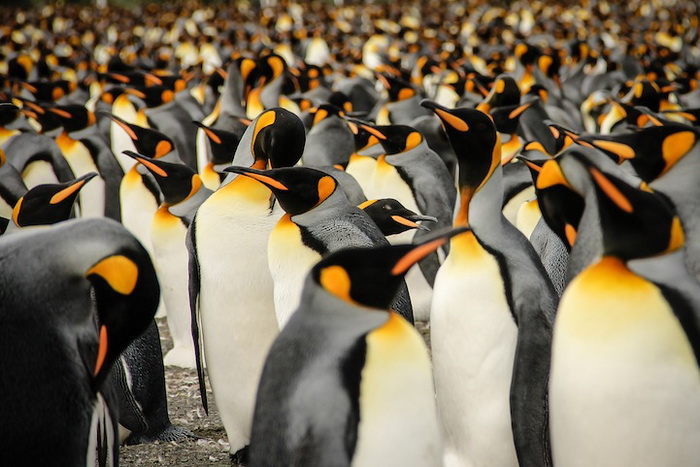 Толпа королевских пингвинов. Фотограф Lisa Vaz, Португалия