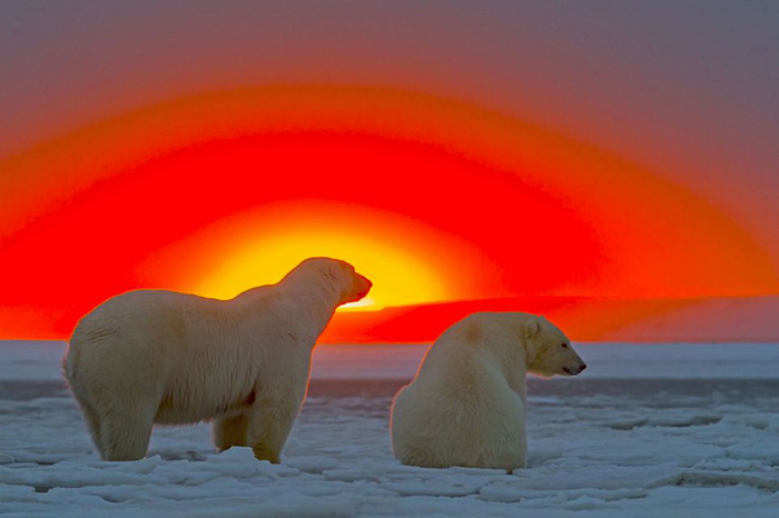 Фотографии белых полярных медведей на фоне заката