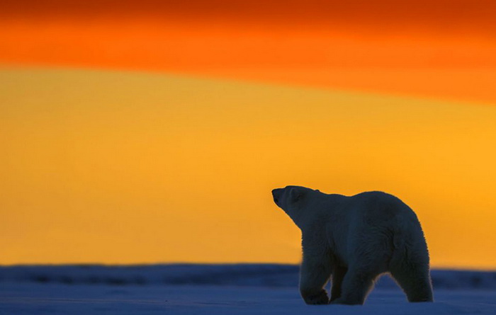 Фотографии полярных медведей от Сильвена Кордье (Sylvain Cordier)