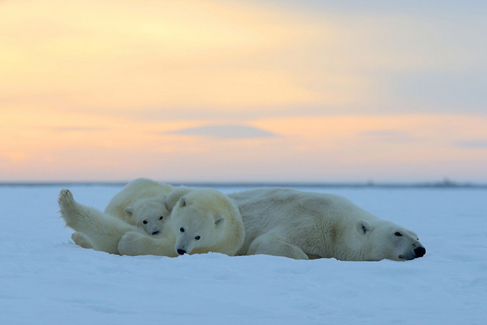 Белые полярные медведи на Аляске