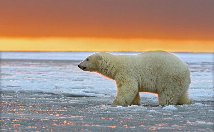 Фотографии белых полярных медведей на фоне заката