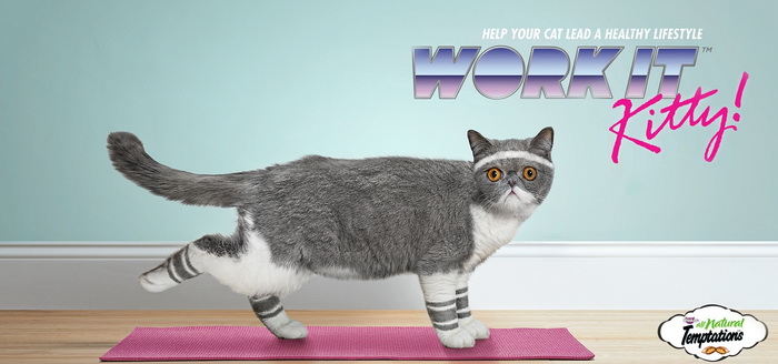 Спортивные коты в рекламе кошачьего корма Temptations Cat Treats