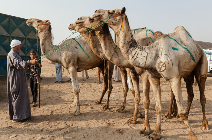 Рынок верблюдов в Биркаше