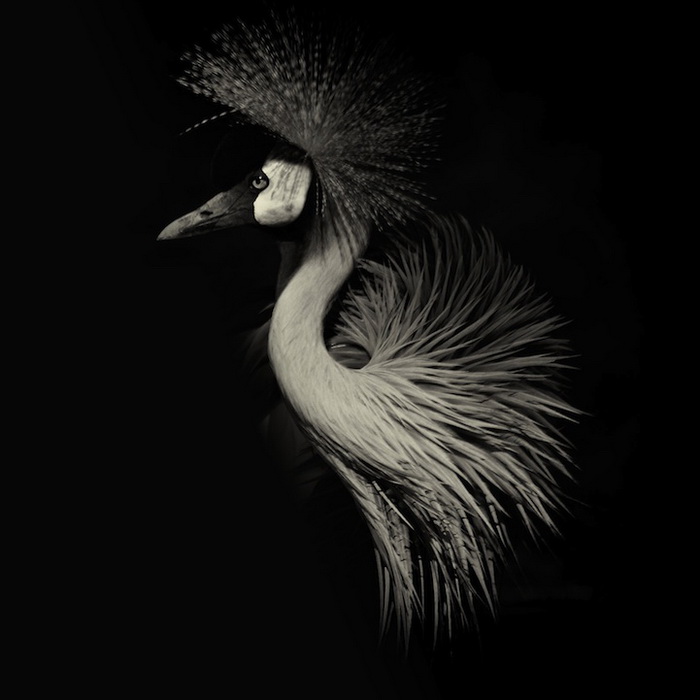 Черно-белые портреты диких животных от Alex Teuscher