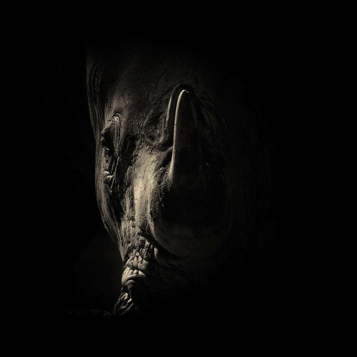 Черно-белые портреты диких животных от Alex Teuscher