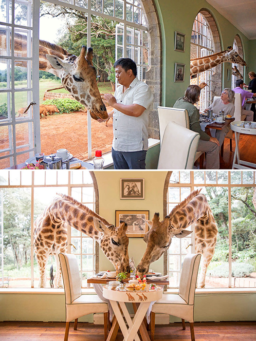 Жирафы в ресторане отеля Giraffe Manor (Найроби, Кения)