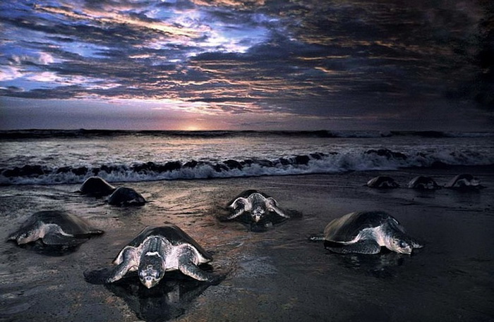 Аррибада: сотни тысяч черепах откладывают яйца на пляже Коста-Рики