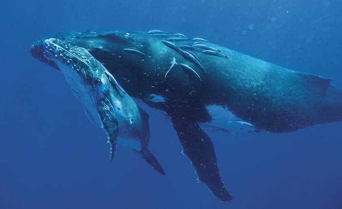 Брайан Остин фотографирует китов с расстояния в несколько метров