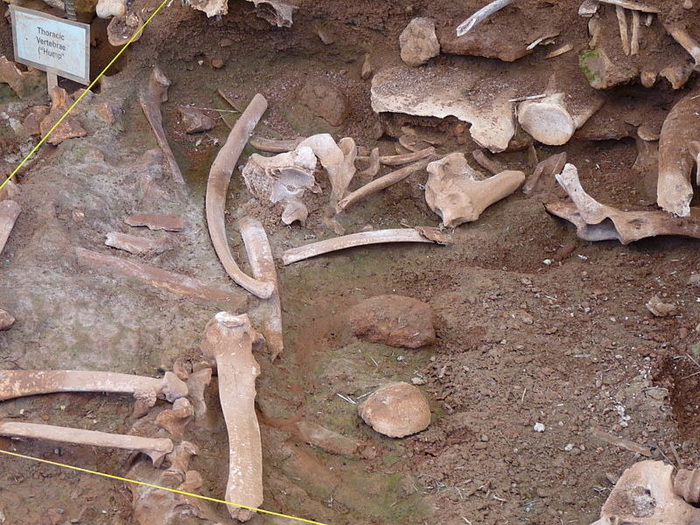 Кости бизонов, обнаруженные археологами