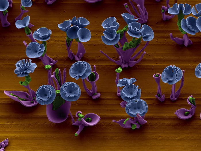 Миниатюрные цветы можно увидеть только под микроскопом