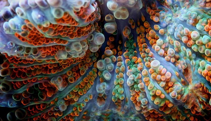 Макросъемка: удивительные коралловые полипы на фотографиях Феликса Салазара