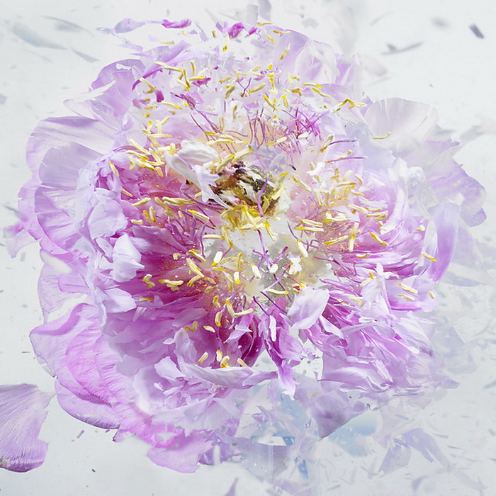 Взрывающиеся цветы на фотографиях Мартина Климаса